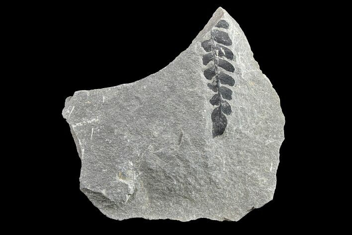 Pennsylvanian Fossil Fern (Neuropteris) Plate - Kentucky #154663